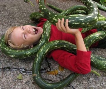 Photo of the Week: Attack of the Snake Gourds Image